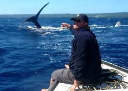 swimming with whales Tonga