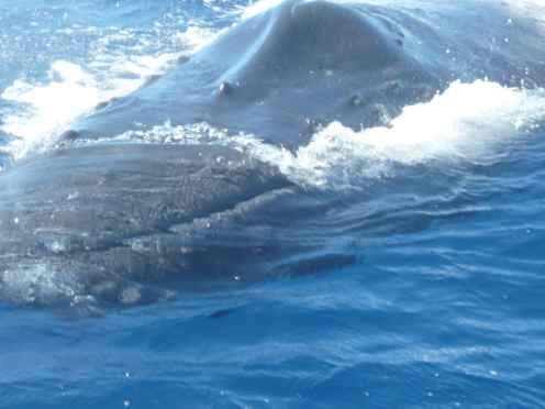 humpback whale swims across the water