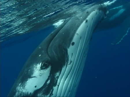 Humpback whale under the water