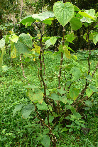 kava plant