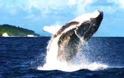 whale wacthing tonga